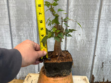 Load image into Gallery viewer, Trident Maple #18
