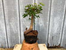 Load image into Gallery viewer, Trident Maple #16
