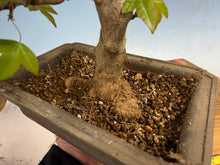 Load image into Gallery viewer, Trident Maple 019

