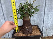 Load image into Gallery viewer, Zelkova, Japanese Grey Bark Elm #17
