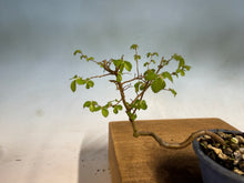 Load image into Gallery viewer, Chinese Elm-Root Cutting 001
