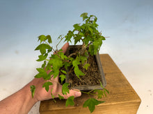 Load image into Gallery viewer, Trident Maple 023
