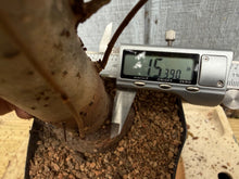 Load image into Gallery viewer, Zelkova, Japanese Grey Bark Elm #10

