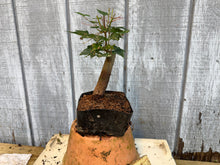Load image into Gallery viewer, Trident Maple #20
