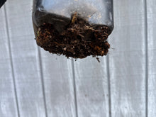 Load image into Gallery viewer, Japanese Crepe Myrtle #2
