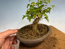 Load image into Gallery viewer, Trident Maple 026

