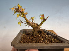 Load image into Gallery viewer, Kotohime Japanese Maple-001
