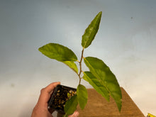 Load image into Gallery viewer, Kon-Gumi (Deciduous Eleagnus)
