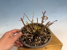 Load image into Gallery viewer, Japanese Maple Clump 001-11 Trees
