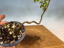 Load image into Gallery viewer, Chinese Elm-Root Cutting 001
