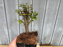 Load image into Gallery viewer, Zelkova, Japanese Grey Bark Elm #7
