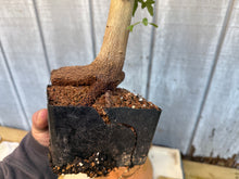 Load image into Gallery viewer, Trident Maple #16

