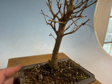 Load image into Gallery viewer, Zelkova, Japanese Grey Bark Elm 004
