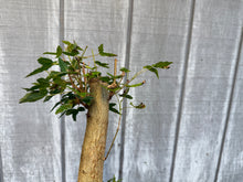 Load image into Gallery viewer, Trident Maple #22

