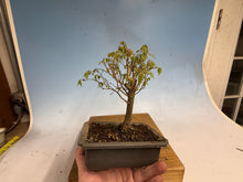 Load image into Gallery viewer, Zelkova, Japanese Grey Bark Elm 010
