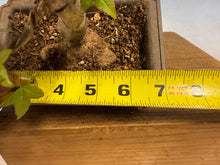 Load image into Gallery viewer, Trident Maple 019
