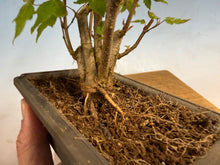Load image into Gallery viewer, Trident Maple 015- Seedling Fushion Clump
