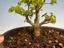 Load image into Gallery viewer, Shishigashira Japanese Maple 004
