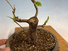 Load image into Gallery viewer, Chinese Quince 009
