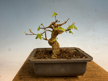 Load image into Gallery viewer, Trident Maple 006
