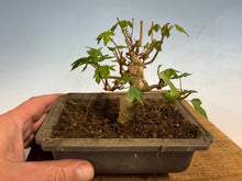 Load image into Gallery viewer, Trident Maple 018

