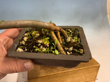 Load image into Gallery viewer, Chinese Elm-Root Cutting 002

