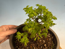 Load image into Gallery viewer, Shishigashira Japanese Maple 004
