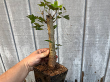 Load image into Gallery viewer, Trident Maple #8
