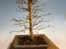 Load image into Gallery viewer, Zelkova, Japanese Grey Bark Elm 001
