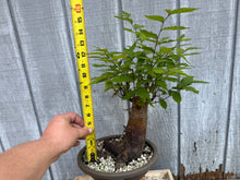 Load image into Gallery viewer, Zelkova, Japanese Grey Bark Elm #21
