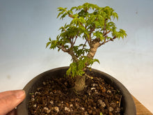Load image into Gallery viewer, Shishigashira Japanese Maple 004
