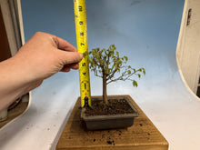Load image into Gallery viewer, Zelkova, Japanese Grey Bark Elm 010
