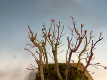 Load image into Gallery viewer, Japanese Maple Forest-Koyo pot-002
