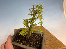 Load image into Gallery viewer, Kotohime Japanese Maple-014
