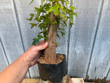 Load image into Gallery viewer, Trident Maple #44
