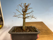 Load image into Gallery viewer, Zelkova, Japanese Grey Bark Elm 007
