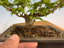 Load image into Gallery viewer, Shishigashira Japanese Maple 017
