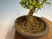Load image into Gallery viewer, Trident Maple 026
