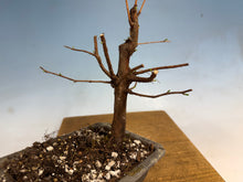 Load image into Gallery viewer, Dawn Redwood 002
