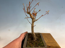 Load image into Gallery viewer, Japanese Maple 002
