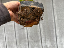 Load image into Gallery viewer, Zelkova, Japanese Grey Bark Elm #10
