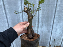 Load image into Gallery viewer, Chinese Quince #6
