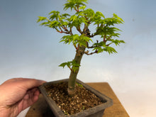 Load image into Gallery viewer, Shishigashira Japanese Maple 007

