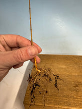 Load image into Gallery viewer, Chinese Elm Bare Root-Standard
