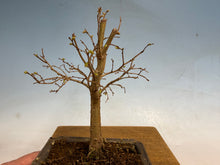 Load image into Gallery viewer, Zelkova, Japanese Grey Bark Elm 002
