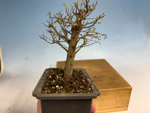 Load image into Gallery viewer, Zelkova, Japanese Grey Bark Elm 003
