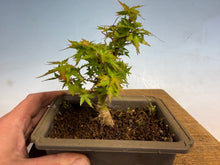 Load image into Gallery viewer, Kotohime Japanese Maple-013
