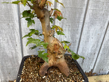 Load image into Gallery viewer, Trident Maple #48
