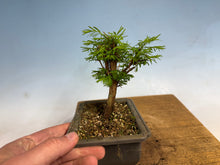 Load image into Gallery viewer, Dawn Redwood 006
