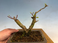 Load image into Gallery viewer, Shishigashira Japanese Maple 001

